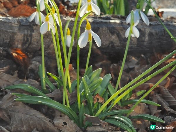 於英國探訪朋友時，一起前往的RHS Garden Wisle...