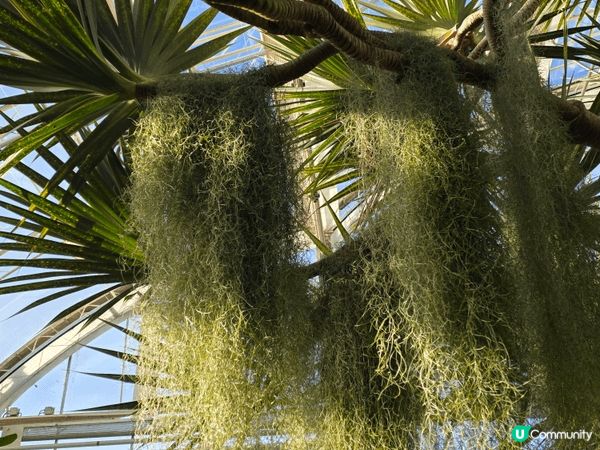 於英國探訪朋友時，一起前往的RHS Garden Wisle...