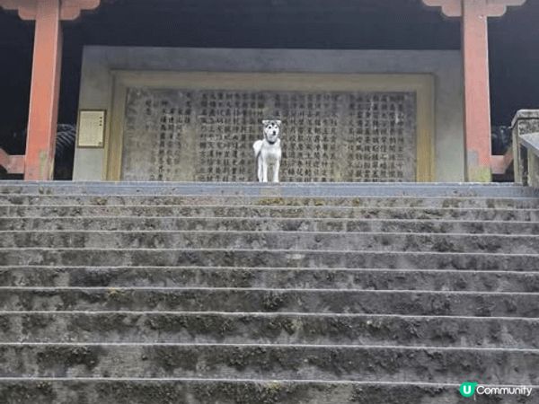 阿里山森林鐵路是百年歷史的山地小火車，沿途穿越高聳杉林與蜿蜒...