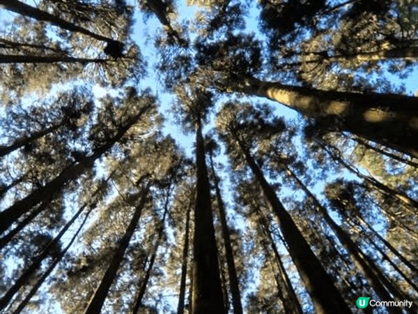 阿里山森林鐵路是百年歷史的山地小火車，沿途穿越高聳杉林與蜿蜒...