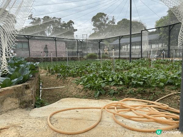 #食飽過馬年  元朗農場  全天然肥料  健康養生  假日優...