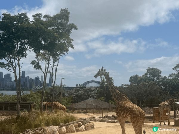 澳洲悉尼