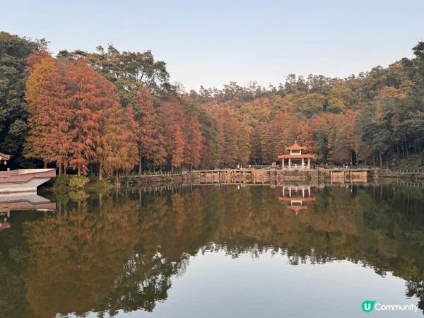 第一張圖片: 去咗深圳嘅植物公園睇落雨松