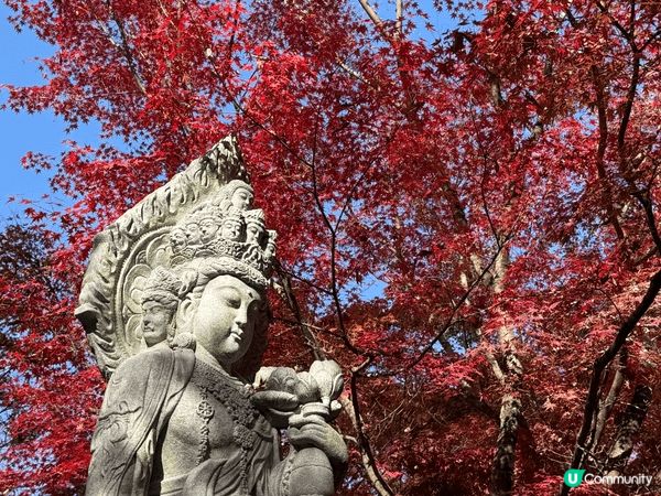 12月去咗京阪旅行，啱啱撞正紅葉盛開，色彩好豐富，影出嚟嘅相...