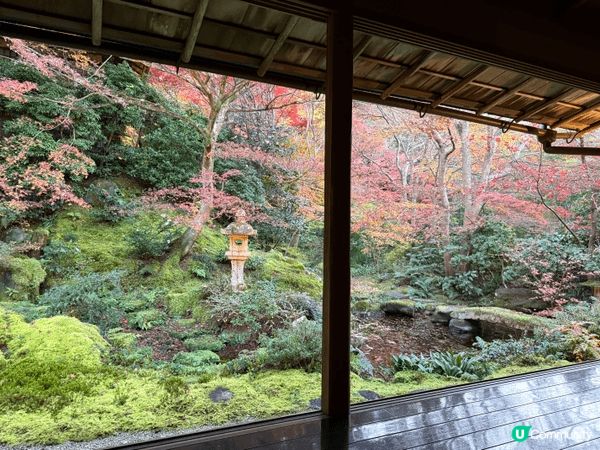 12月去咗京阪旅行，啱啱撞正紅葉盛開，色彩好豐富，影出嚟嘅相...