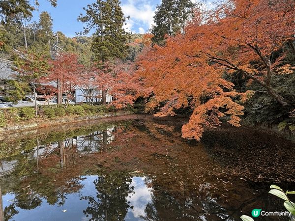 12月去咗京阪旅行，啱啱撞正紅葉盛開，色彩好豐富，影出嚟嘅相...