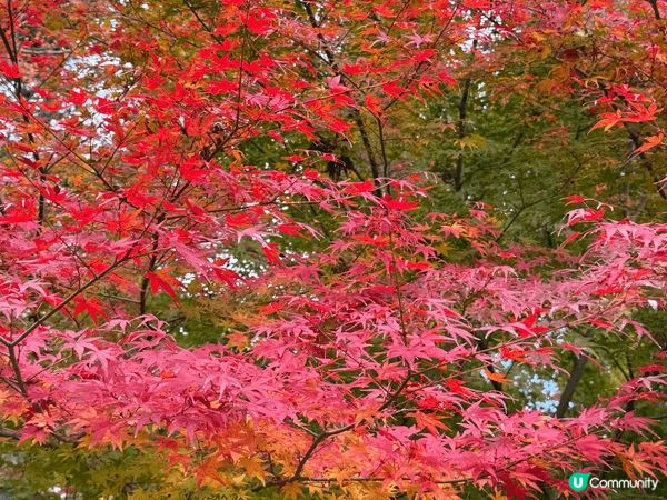 12月去咗京阪旅行，啱啱撞正紅葉盛開，色彩好豐富，影出嚟嘅相...