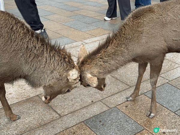12月去咗京阪旅行，啱啱撞正紅葉盛開，色彩好豐富，影出嚟嘅相...