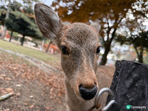 12月去咗京阪旅行，啱啱撞正紅葉盛開，色彩好豐富，影出嚟嘅相...