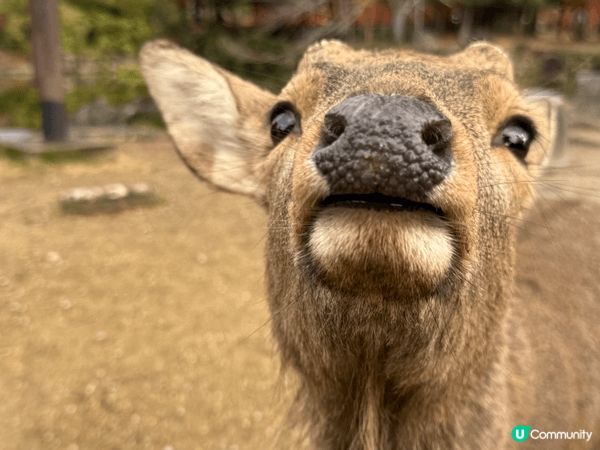 12月去咗京阪旅行，啱啱撞正紅葉盛開，色彩好豐富，影出嚟嘅相...
