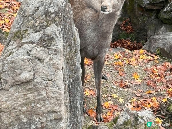 12月去咗京阪旅行，啱啱撞正紅葉盛開，色彩好豐富，影出嚟嘅相...