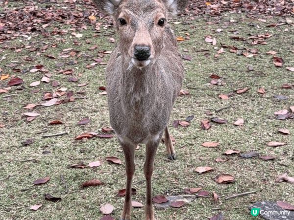 12月去咗京阪旅行，啱啱撞正紅葉盛開，色彩好豐富，影出嚟嘅相...