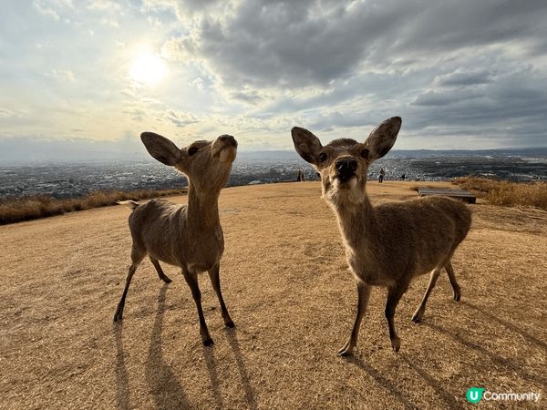 12月去咗京阪旅行，啱啱撞正紅葉盛開，色彩好豐富，影出嚟嘅相...