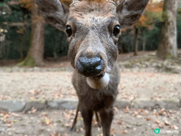 12月去咗京阪旅行，啱啱撞正紅葉盛開，色彩好豐富，影出嚟嘅相...