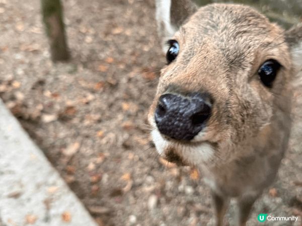 12月去咗京阪旅行，啱啱撞正紅葉盛開，色彩好豐富，影出嚟嘅相...
