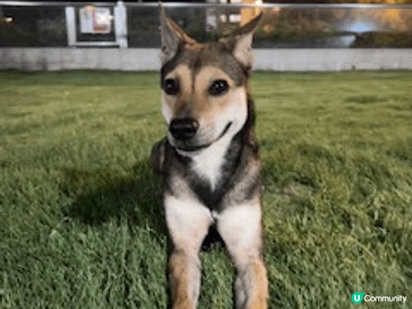 my dog is super cute