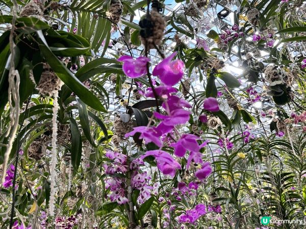 東京豐洲的teamLab是一個融合藝術、科技和自然的互動體驗...