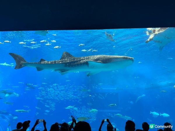 沖繩美麗海水族館是必訪地，其核心「黑潮之海」水槽震撼無比——...