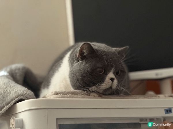 屋企有兩隻主子，佢哋成日舔毛，手手腳腳都係口水，全屋四圍走，...