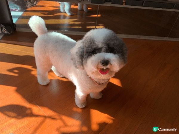 我有兩隻狗狗體型嬌小嘅叫冬菇
