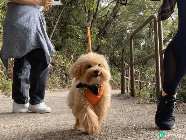 我有兩隻狗狗體型嬌小嘅叫冬菇