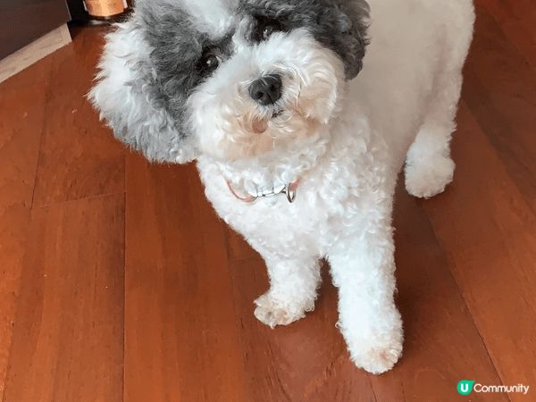 我有兩隻狗狗體型嬌小嘅叫冬菇