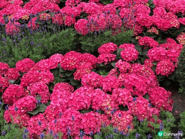大埔慈山寺，每到新年慈山寺都必定擺放一些應節花種給市民去打卡...