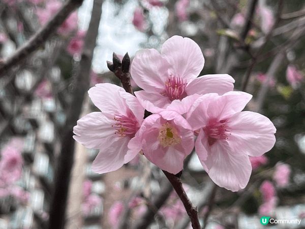 東港城，有美麗燦爛鮮豔奪目的蘭花，共顧客選購，快點選購一盆返...