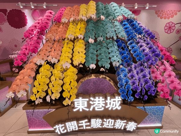 東港城，有美麗燦爛鮮豔奪目的蘭花，共顧客選購，快點選購一盆返...