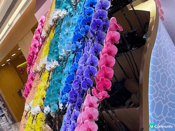 東港城，有美麗燦爛鮮豔奪目的蘭花，共顧客選購，快點選購一盆返...