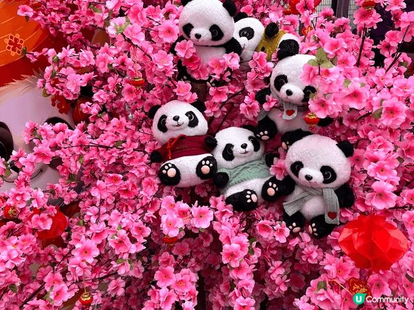 行花市，去黃大仙廟，周圍打下卡