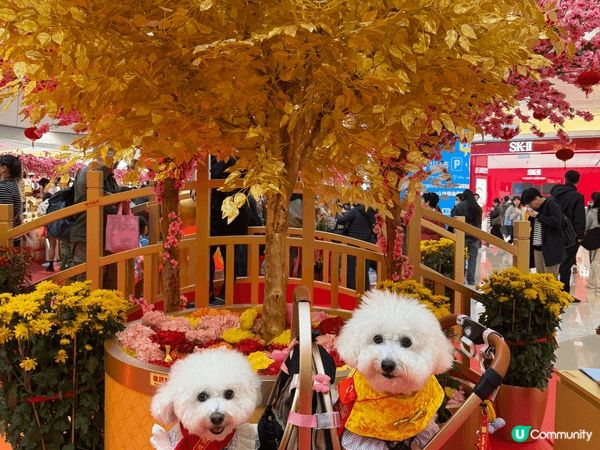 馬年去咗APM打卡，雖然同唔到馬影相，但係搵到草泥馬代替，而...