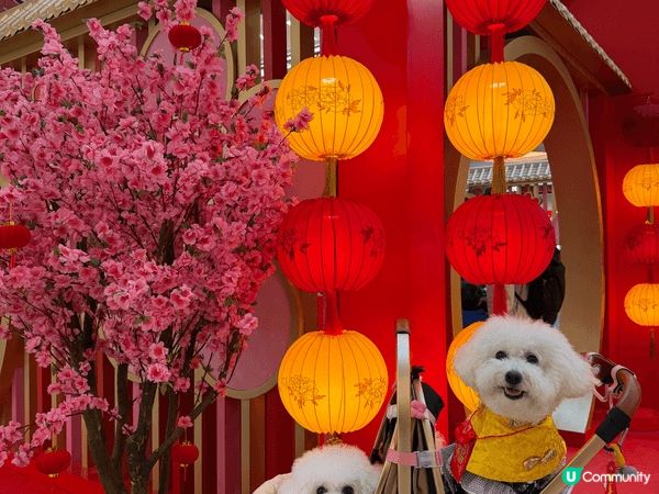 馬年去咗APM打卡，雖然同唔到馬影相，但係搵到草泥馬代替，而...