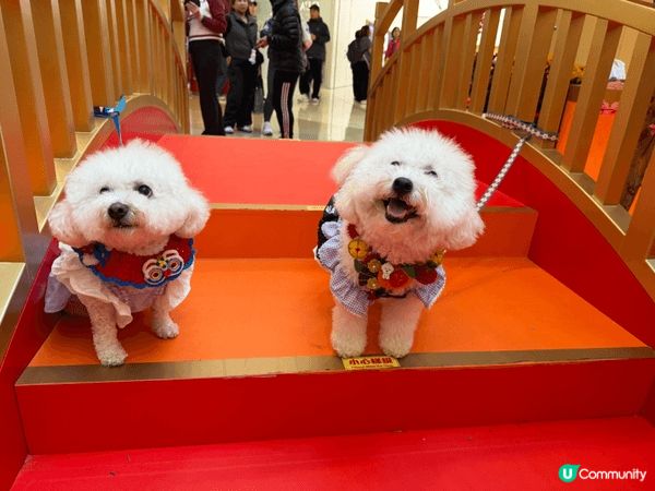 馬年去咗APM打卡，雖然同唔到馬影相，但係搵到草泥馬代替，而...