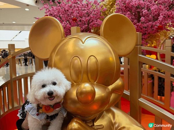 馬年去咗APM打卡，雖然同唔到馬影相，但係搵到草泥馬代替，而...