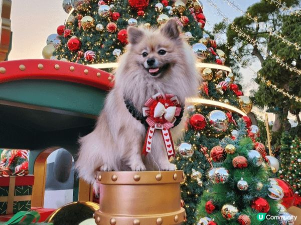雖然海洋公園早幾年開始可以比狗狗入園，但係可以去嘅地方唔多，...