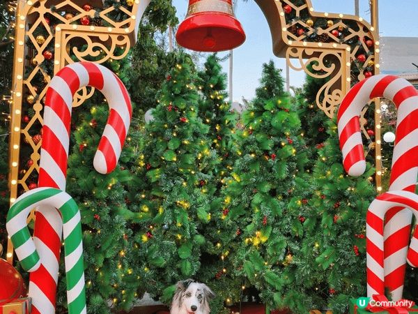 雖然海洋公園早幾年開始可以比狗狗入園，但係可以去嘅地方唔多，...