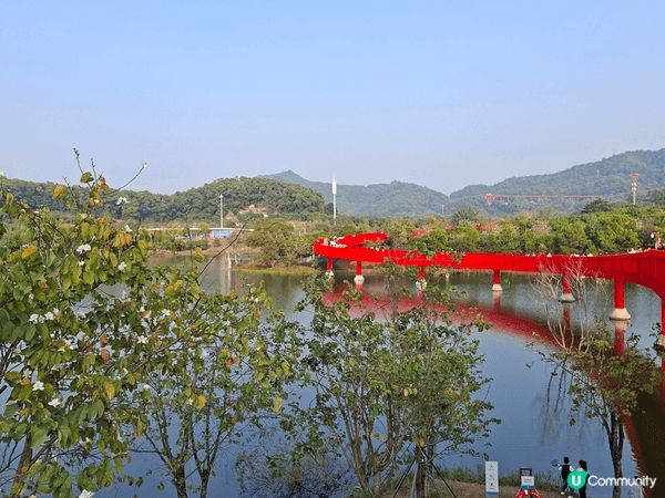 深圳光明區的虹橋公園，紅噹噹最啱就快農曆年的氣氛#Hasht...