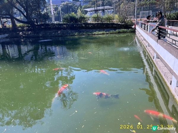 中大未圓湖紅葉，超靚。中大合一亭天人合一，超爽。還可以享受眾...