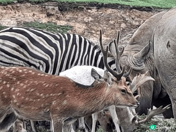 野生動物園，可愛熊仔飲品，瀑布美景好壯觀，日本之旅好開心。