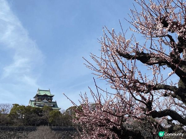 推介大阪新春賞梅之遊，梅花開着嘅時間更長，悠閒自得一邊品嚐居...