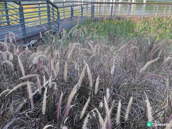 走進中山古香林公園，彷彿進入了一個詩意的世外桃源。這裡有百年...