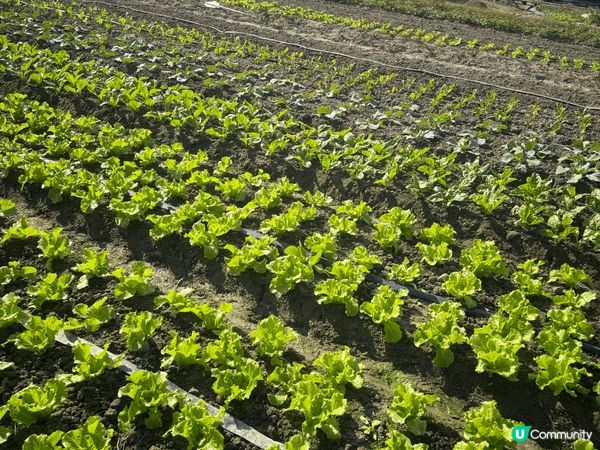 這是將軍澳南海濱公園、黃埔冒險樂園和元朗的士多啤梨園。