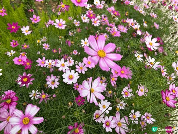 親子吃喝玩樂的地點，經過快將結業的灣仔檀島茶餐廳，路邊小花不...