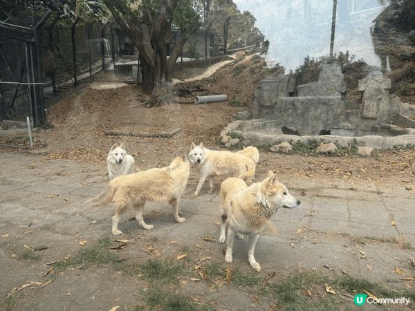 去咗深圳動物園，坐小火車睇動物，餵老虎，小朋友玩得好開心