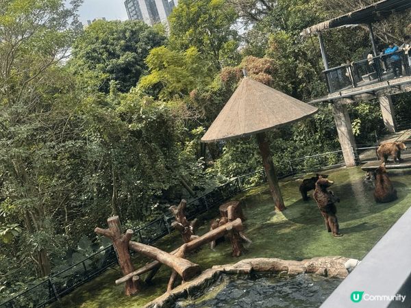 去咗深圳動物園，坐小火車睇動物，餵老虎，小朋友玩得好開心