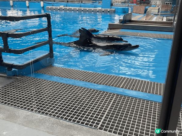 海洋公園是親子好去處，入面有不同的海洋和陸地動物，亦新增了s...