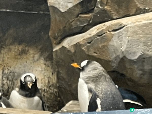 海洋公園是親子好去處，入面有不同的海洋和陸地動物，亦新增了s...