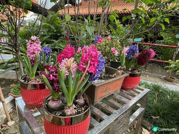 新年去黃大仙行個大運，順手幫屋企人攝太歲，人流比往年多幾倍！...