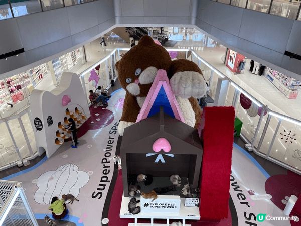 深圳有個「超能貓空間」，可以一次過滿足三個願望，集「玩貓」、...